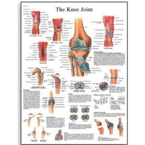Διάγραμμα άρθρωσης γόνατος 3B Scientific
