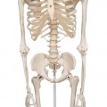 Πρόπλασμα κλασικού σκελετού STAN, σε σταντ 5 ποδιών με ροδάκια