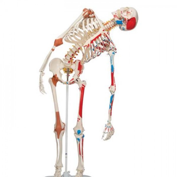 Πρόπλασμα σκελετού τύπου Deluxe SAM, σε σταντ 5 ποδιών με ροδάκι