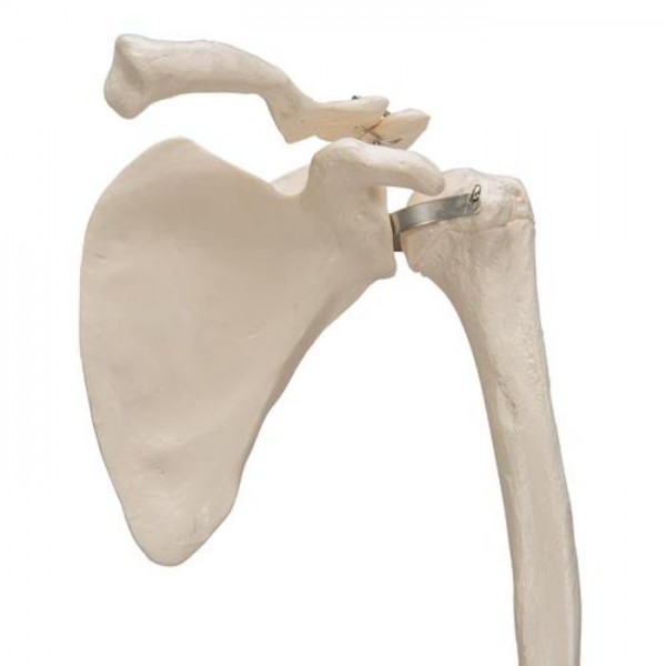 Πρόπλασμα σκελετού χεριού με οστό ωμοπλάτης και κλειδός