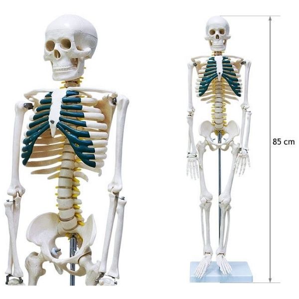Ανθρώπινος Σκελετός 85εκ. με Νεύρα σπονδυλικής στήλης