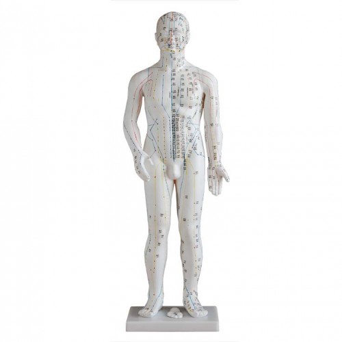 Πρόπλασμα ανθρωπίνου σώματος για Βελονισμό 70 cm Πρόπλασμα ανθρωπίνου σώματος για Βελονισμό 70 cm