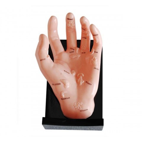 Πρόπλασμα χεριού που απεικονίζει την αντιστοιχία στα όργανα του σώματος