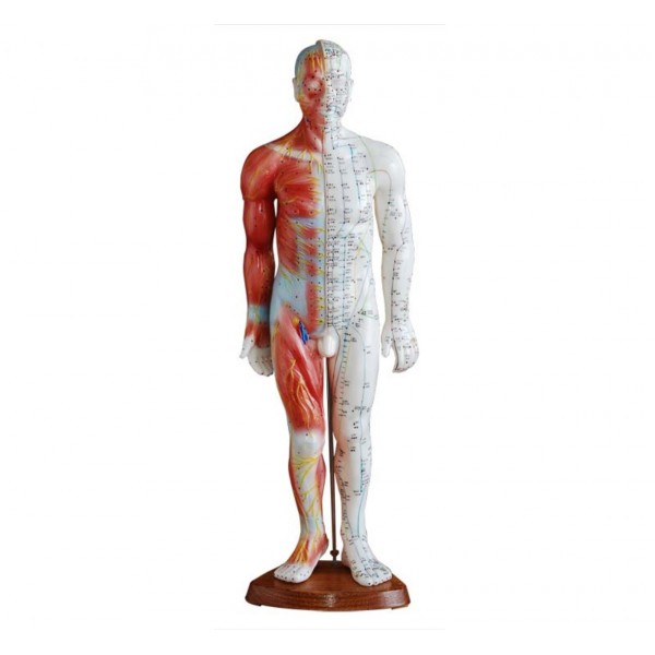 Πρόπλασμα ανθρωπίνου σώματος για Βελονισμό 55 cm (με μυς)