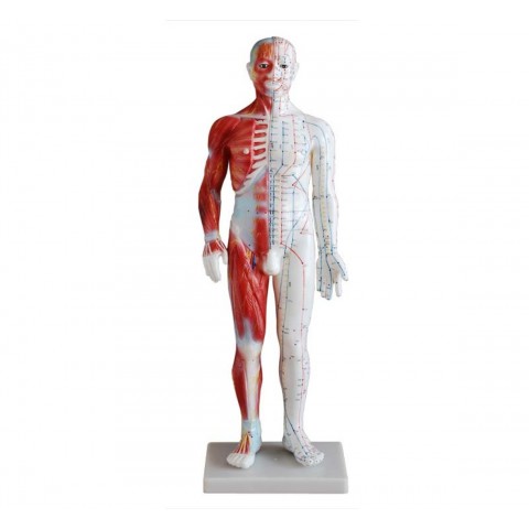 Πρόπλασμα Βελονισμού Ανθρωπίνου σώματος 60cm (με μύες)