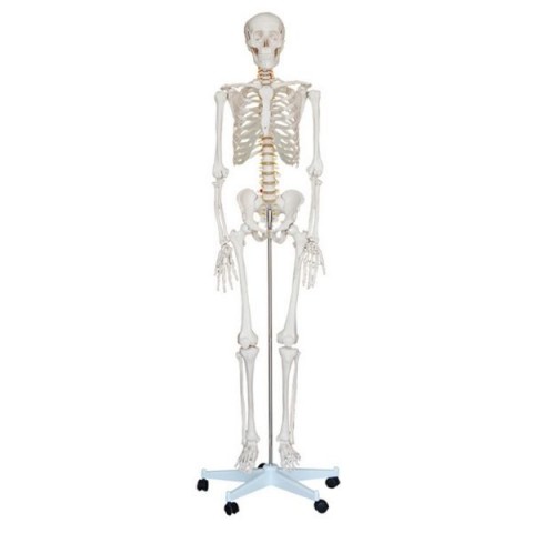 Ανθρώπινος Σκελετός 85 εκ.