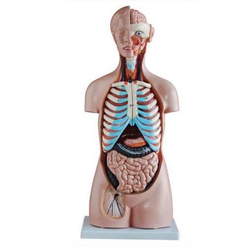 Πρόπλασμα κορμού χωρίς φύλο 20 κομμάτια 85 εκ. Πρόπλασμα κορμού χωρίς φύλο 20 κομμάτια 85 εκ.