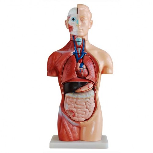 Πρόπλασμα κορμού χωρίς φύλο (18 κομμάτια) 42 εκ. Πρόπλασμα κορμού χωρίς φύλο (18 κομμάτια) 42 εκ.