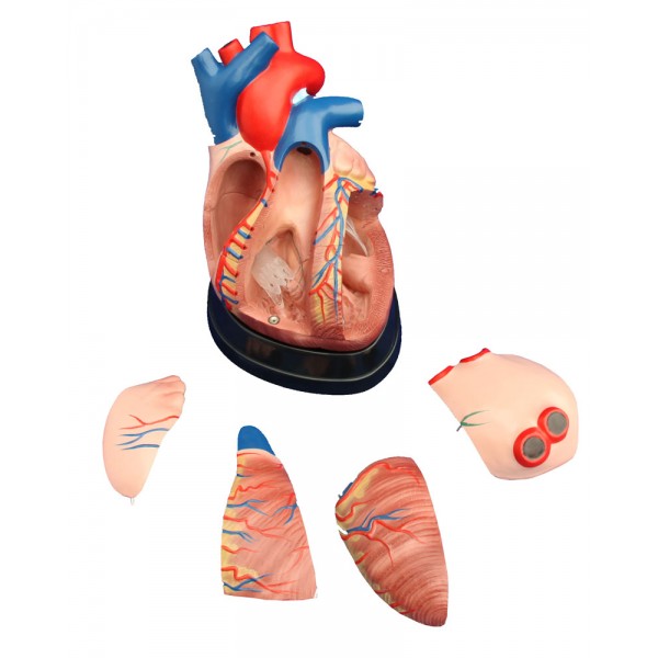 Πρόπλασμα καρδίας μεσαίου μεγέθους (3x μεγέθυνση)