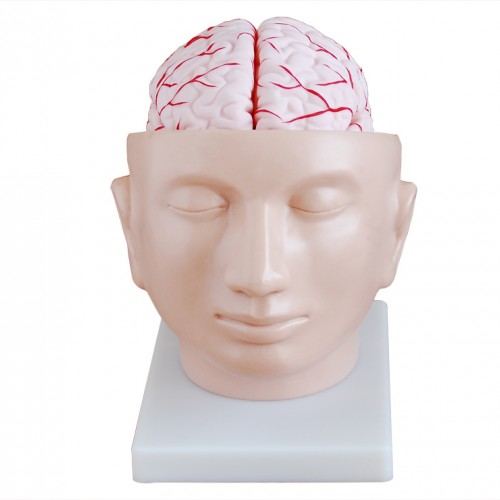 Πρόπλασμα Εγκεφάλου με αρτηρίες (9 τμημάτων) Πρόπλασμα Εγκεφάλου με αρτηρίες (9 τμημάτων)