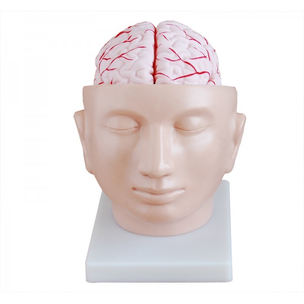 Πρόπλασμα Εγκεφάλου με αρτηρίες (9 τμημάτων)