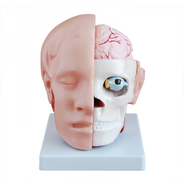 Πρόπλασμα Κεφαλιού με εγκέφαλο σε πραγματικές διαστάσεις
