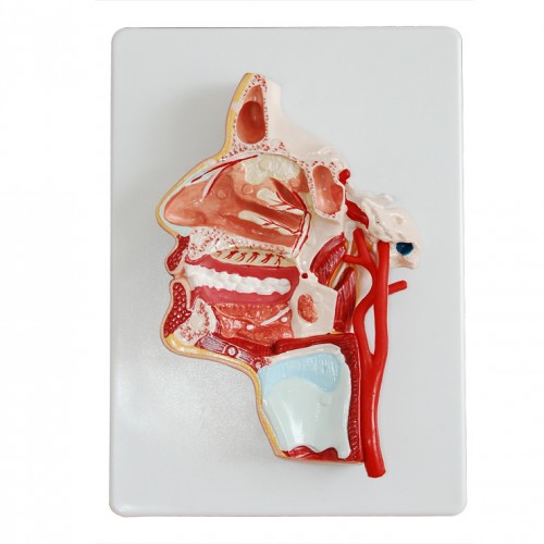 Πρόπλασμα κεφαλής