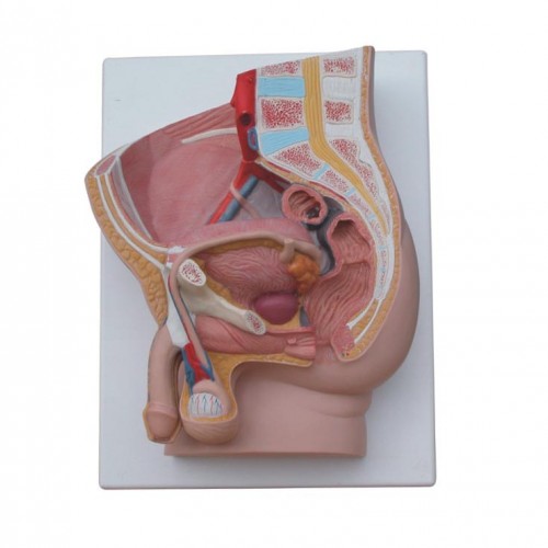 Πρόπλασμα Αρσενικής πυέλου 2 τμημάτων Πρόπλασμα Αρσενικής πυέλου 2 τμημάτων