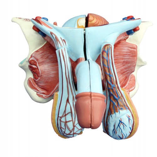 Πρόπλασμα αρσενικών γεννητικών οργάνων Πρόπλασμα αρσενικών γεννητικών οργάνων