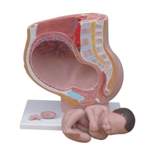 Πρόπλασμα  Γυναικείας Λεκάνης-εγκάρσια διατομή (4 μέρη)