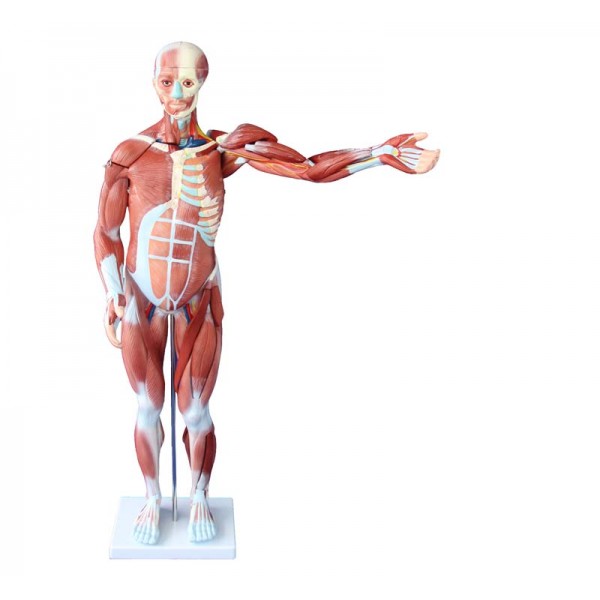 Ανθρώπινο πρόπλασμα με μύες 27 τμημάτων, 80cm 