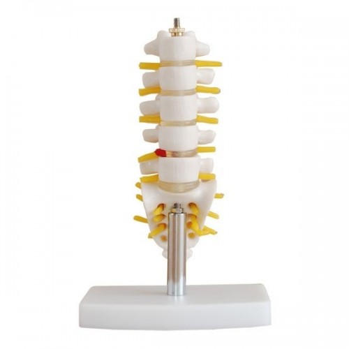 Οσφυϊκοί σπόνδυλοι με ιερό οστό μινιατούρα