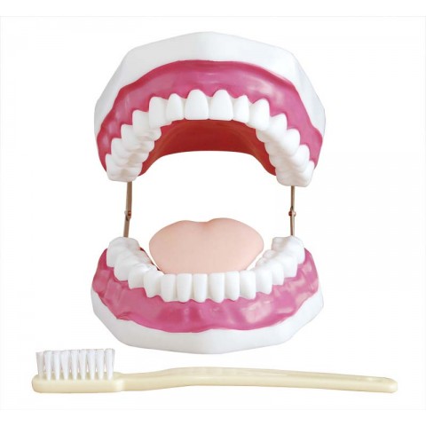 Μοντέλο Οδοντιατρικής Φροντίδας (28 Δόντια)
