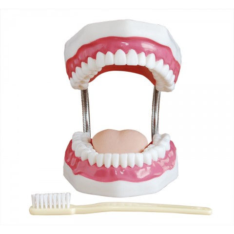 Πρόπλασμα Οδοντοστοιχίας για εκπαίδευση στην Οδοντιατρική Φροντίδα (32 Δόντια)