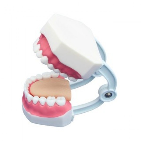 Πρόπλασμα οδοντοστοιχίας για εκπαίδευση στην Οδοντιατρική φροντίδα (28 Δόντια)