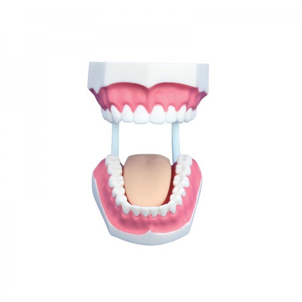 Μικρό Μοντέλο Οδοντιατρικής φροντίδας (32 Δόντια)