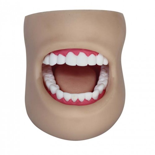 Μοντέλο οδοντιατρικής φροντίδας με μάγουλο Μοντέλο οδοντιατρικής φροντίδας με μάγουλο