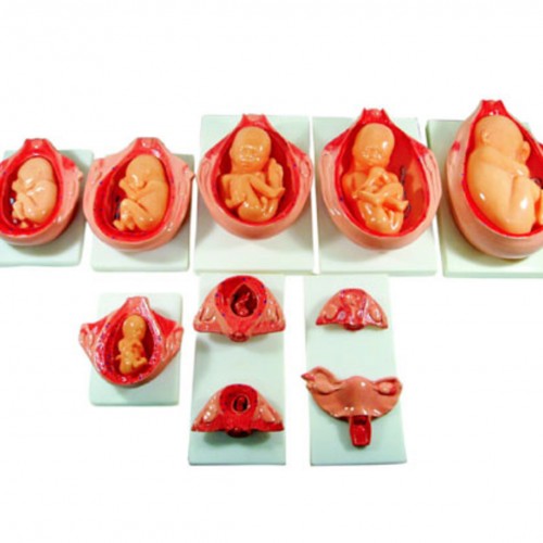 Εκπαιδευτικό πρόπλασμα διαδικασίας ανάπτυξης εμβρύου Εκπαιδευτικό πρόπλασμα διαδικασίας ανάπτυξης εμβρύου