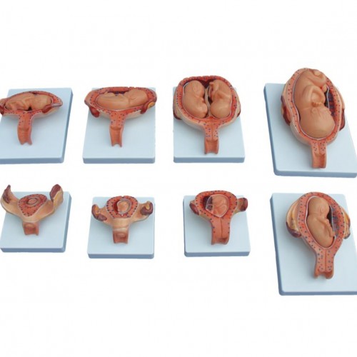 Μοντέλο διαδικασίας ανάπτυξης εμβρύου (μισό μέγεθος)