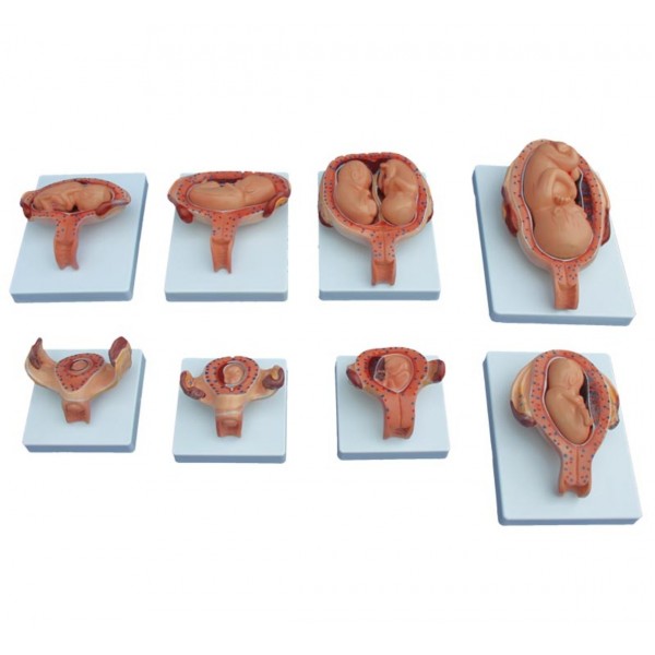 Μοντέλο διαδικασίας ανάπτυξης εμβρύου (μισό μέγεθος)