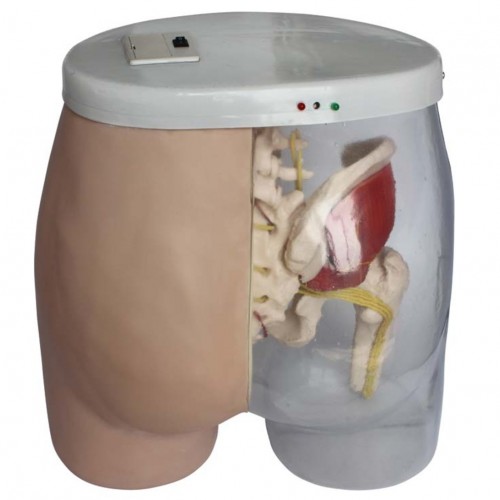 Εκπαιδευτικό πρόπλασμα Ενδομυϊκών Ενέσεων