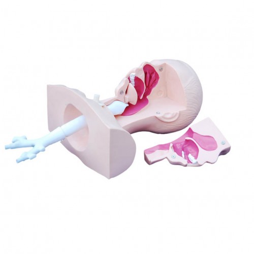 Εκπαιδευτικό πρόπλασμα αναρρόφησης Εκπαιδευτικό πρόπλασμα αναρρόφησης