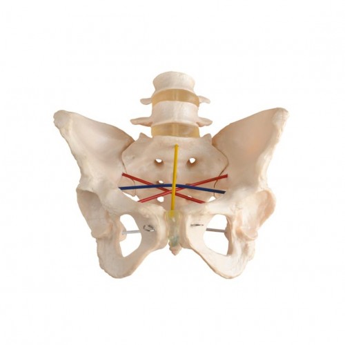 Μοντέλο επίδειξης πυελομετρίας Μοντέλο επίδειξης πυελομετρίας