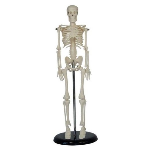 Σκελετός μινιατούρα 45 εκ