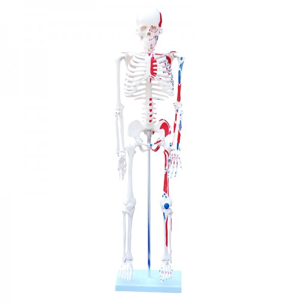 Σκελετός 85 εκ με χρωματισμένους μύες