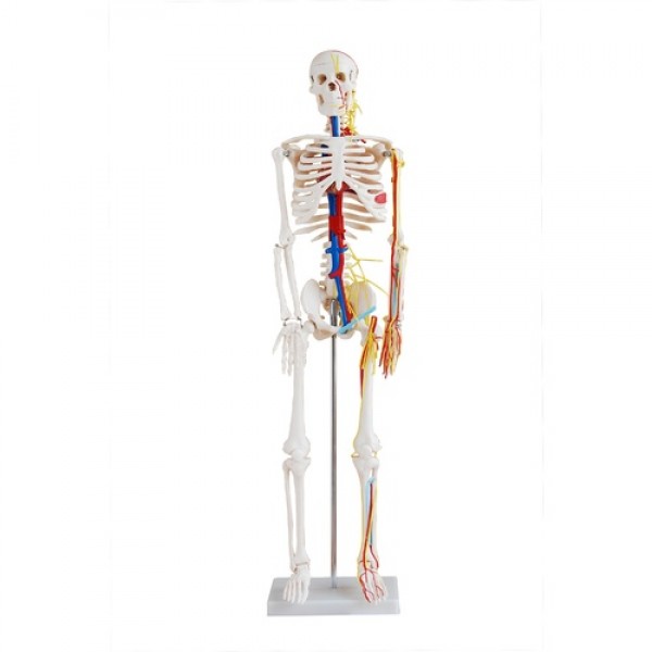 Σκελετός 85 εκ με αιμοφόρα αγγεία