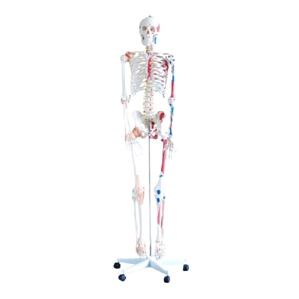 ﻿Σκελετός Ύψους 180 εκ με Μύες και Συνδέσμους