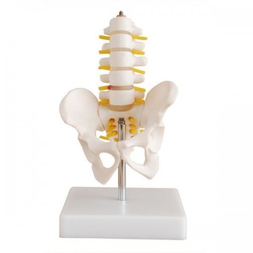 Πρόπλασμα Πύελου με οσφυικούς σπονδύλους μινιατούρα