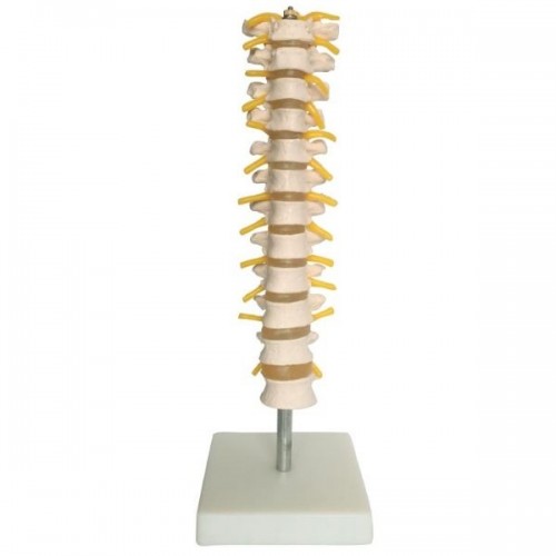 Θωρακική Σπονδυλική Στήλη