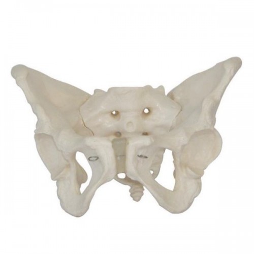 Πρόπλασμα Πυέλου θηλυκού Ενήλικα