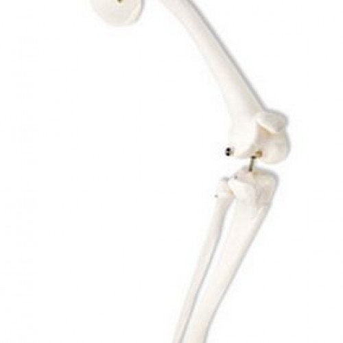 Πρόπλασμα σκελετού ποδιού με οστό ισχίου Πρόπλασμα σκελετού ποδιού με οστό ισχίου