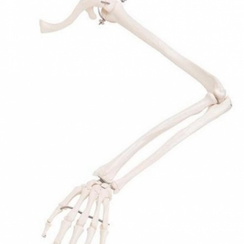 Πρόπλασμα σκελετού χεριού με οστό ωμοπλάτης και κλειδός Πρόπλασμα σκελετού χεριού με οστό ωμοπλάτης και κλειδός