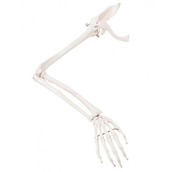 Πρόπλασμα σκελετού χεριού με οστό ωμοπλάτης και κλειδός