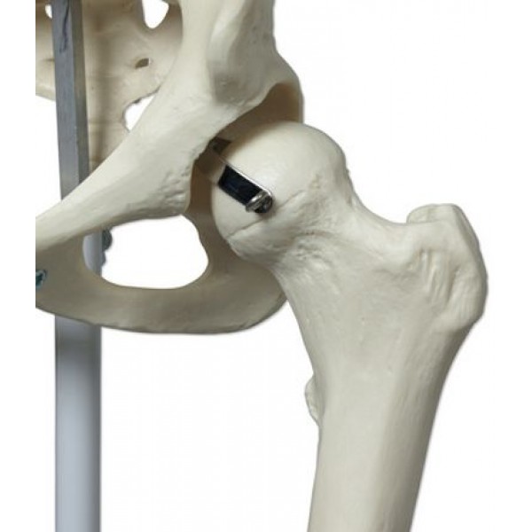 Πρόπλασμα κλασικού σκελετού STAN, σε σταντ 5 ποδιών με ροδάκια