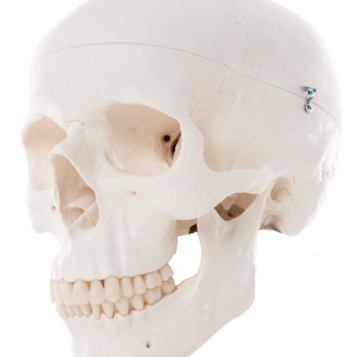 Πρόπλασμα κρανίου κλασικού, 3 τμημάτων Πρόπλασμα κρανίου κλασικού, 3 τμημάτων