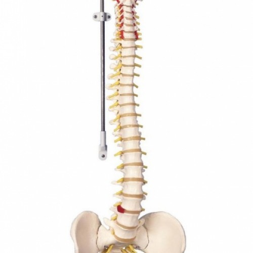 Πρόπλασμα κλασικής ευέλικτης σπονδυλικής στήλης Πρόπλασμα κλασικής ευέλικτης σπονδυλικής στήλης