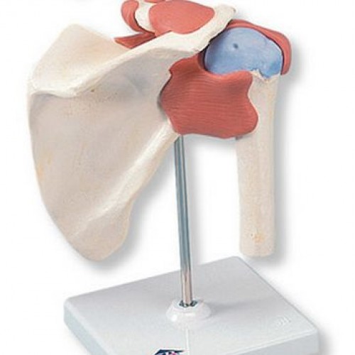 Πρόπλασμα λειτουργικής άρθρωσης ώμου τύπου Deluxe Πρόπλασμα λειτουργικής άρθρωσης ώμου τύπου Deluxe