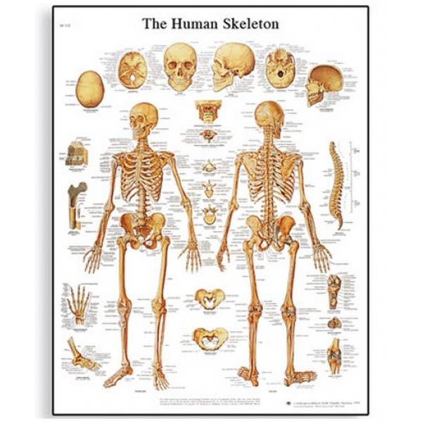 Διάγραμμα ανθρώπινου σκελετού 3B Scientific