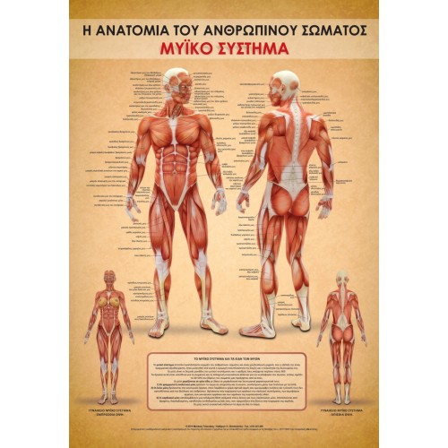 Αφίσα μυϊκού συστήματος 100x70 cm πλαστικοποιημένη (Εκδόσεις Τσακνάκης Νίκος) Αφίσα μυϊκού συστήματος 100x70 cm πλαστικοποιημένη (Εκδόσεις Τσακνάκης Νίκος)