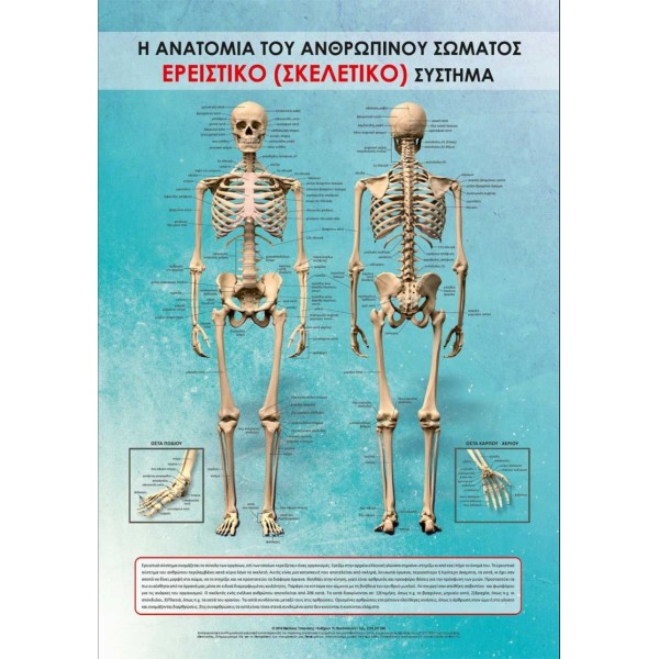Αφίσα σκελετικού συστήματος 100x70 cm πλαστικοποιημένη (Εκδόσεις Τσακνάκης Νίκος)
